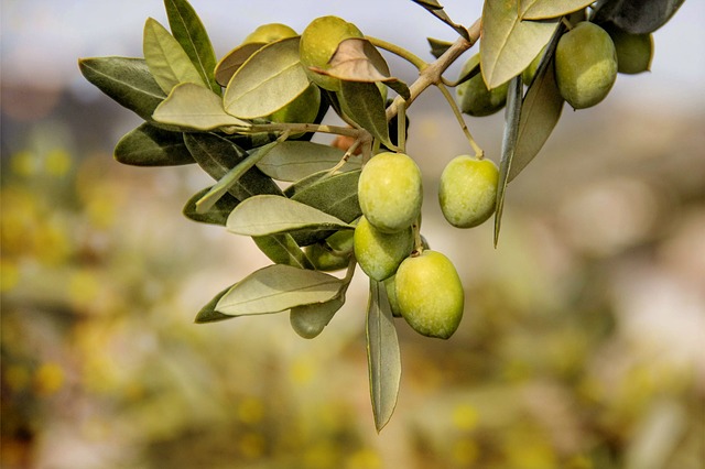 zelené olivy v růstu